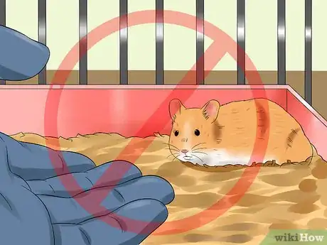 Image titled Hold Your Syrian Hamster Step 9