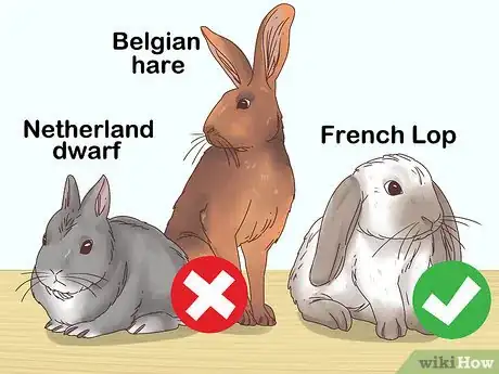 Image titled Choose a Rabbit Breed Step 1
