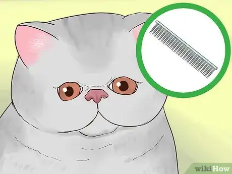 Image titled Take Care of an Exotic Shorthair Cat Step 2