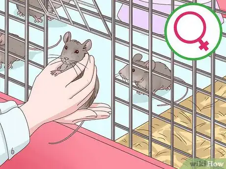 Image titled Keep Multiple Pet Mice Step 2