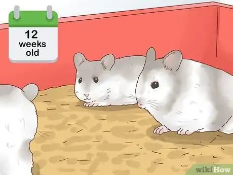 Image titled Care for Winter White Dwarf Hamsters Step 11