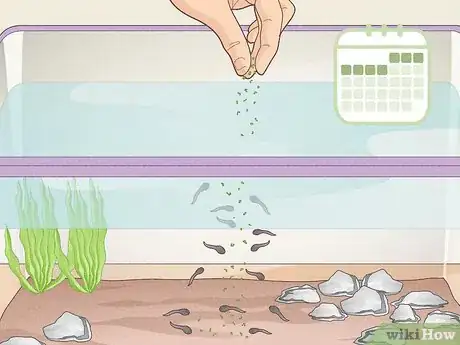 Image titled Care for Frog Eggs Step 11