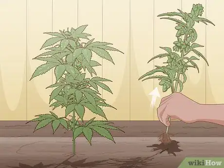 Image titled Identify Female and Male Marijuana Plants Step 9
