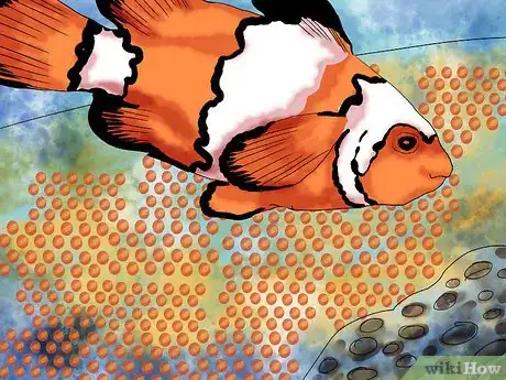 Image titled Breed Clownfish Step 8