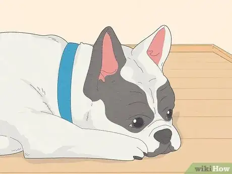 Image titled Train a Dog to Not Be Clingy Step 1