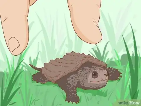 Image titled Pick Up a Snapping Turtle Step 6