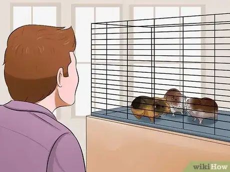 Image titled Buy a Guinea Pig Step 1