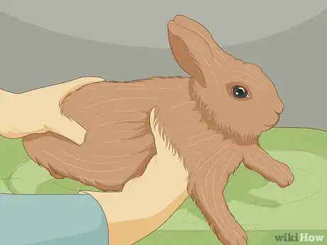 Image titled Care for Dwarf Rabbits Step 12