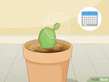 Image titled Root Cactus Step 11