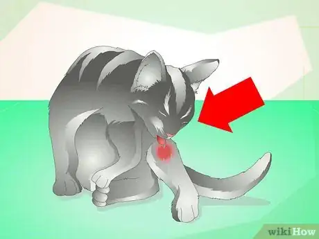 Image titled Treat an Abscess on a Cat Step 1