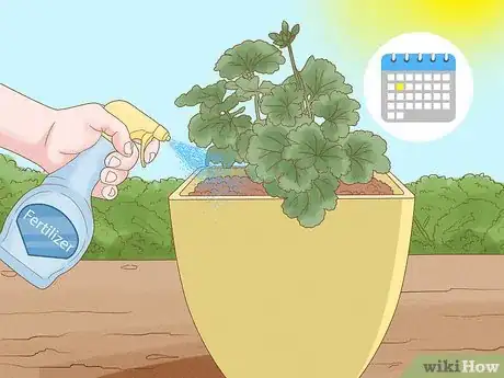 Image titled Grow Geraniums in Pots Step 17