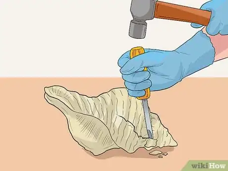 Image titled Clean Conch Shells Step 10