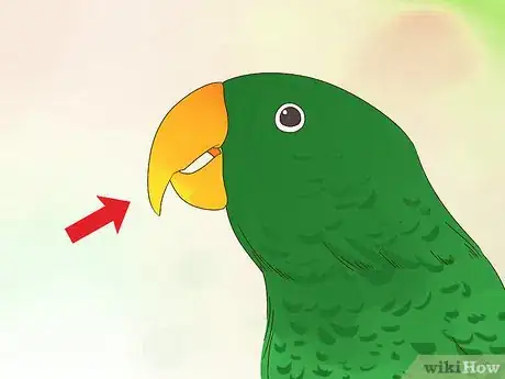 Image titled Spot Signs of Nutritional Disorders in Eclectus Parrots Step 6