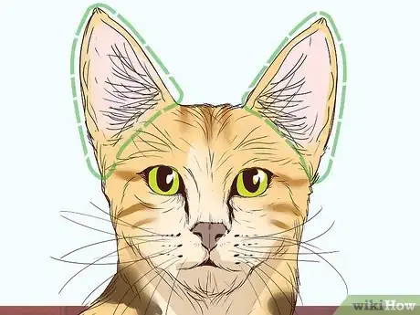 Image titled Identify a Savannah Cat Step 1