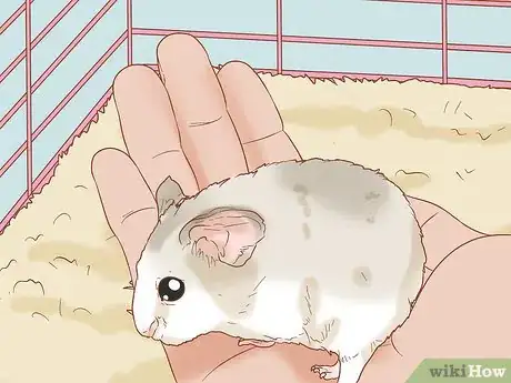 Image titled Tame Your Winter White Hamster Step 9