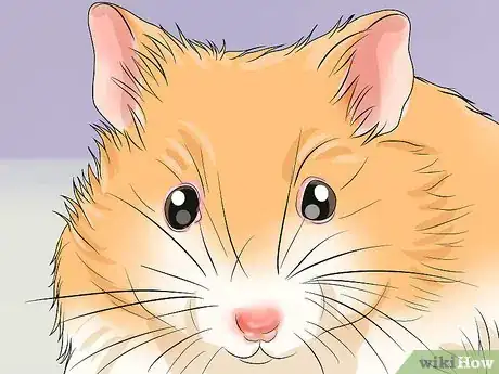 Image titled Get Rid of Mites on Hamsters Step 1
