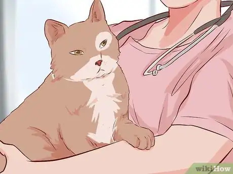 Image titled Stop Your Cat's Diarrhea Step 2