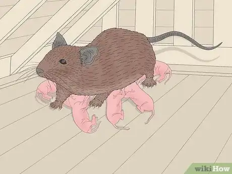 Image titled How Many Babies Do Mice Have Step 2