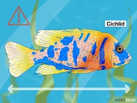 Image titled Choose Fish for a Freshwater Aquarium Step 6