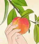 Plant a Peach Tree