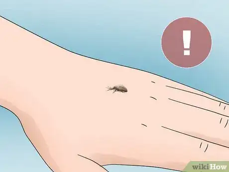 Image titled Find and Care For an Antlion Step 10
