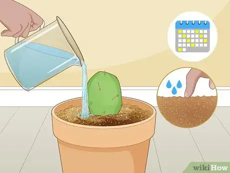 Image titled Root Cactus Step 10