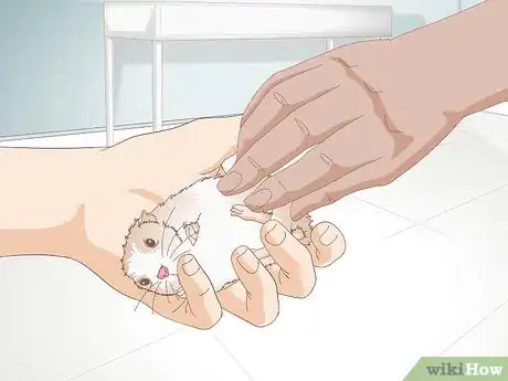 Image titled Trim Hamster Nails Step 15