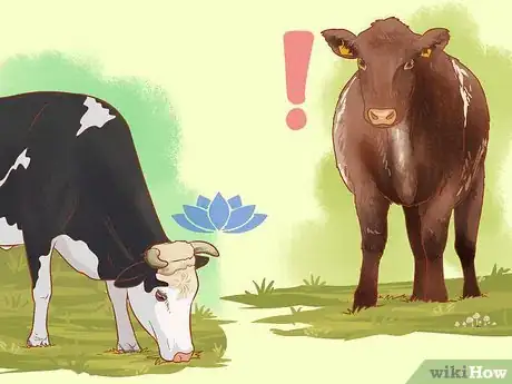 Image titled Understand Bovine Behaviour Step 5