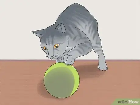 Image titled Prevent Cats from Digging Up Houseplants Step 12