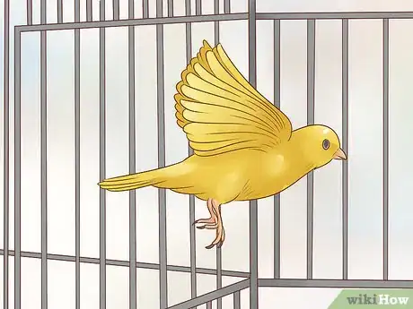 Image titled Keep a Single Canary Step 12