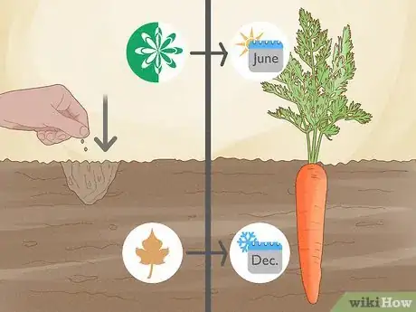 Image titled Harvest Carrots Step 5