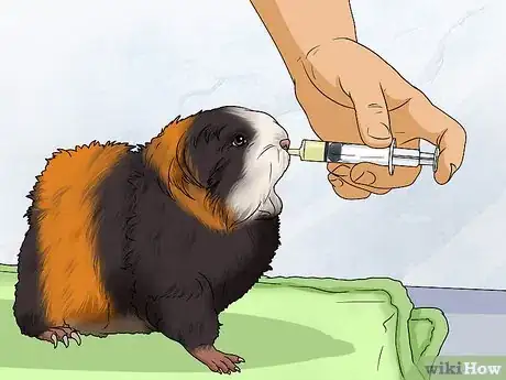 Image titled Treat an Impacted Guinea Pig Step 8