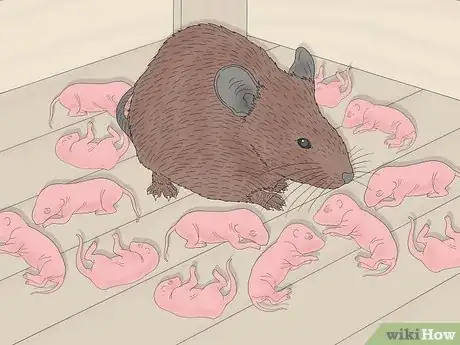 Image titled How Many Babies Do Mice Have Step 4