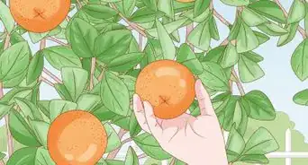 Grow an Orange Tree