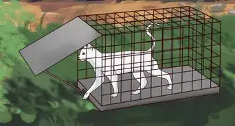Trap Cats