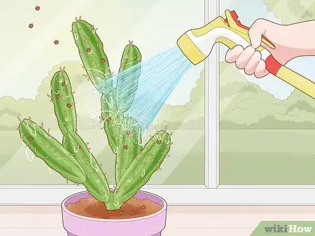 Image titled Get Rid of Cactus Bugs Step 1