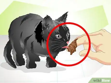 Image titled Help a New Kitten Become Familiar with Your Home Step 12