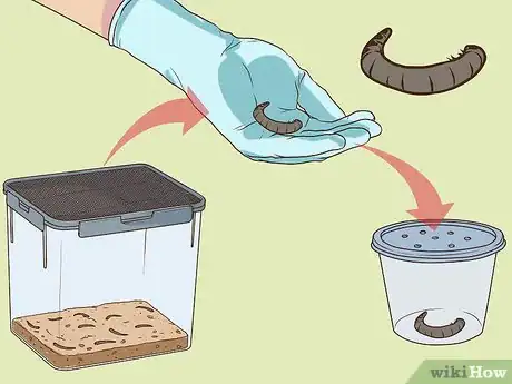 Image titled Care for Superworms Step 7