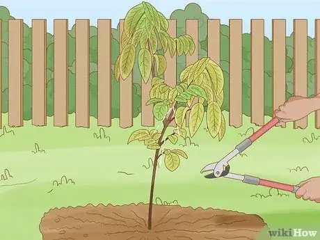Image titled Prune a Fruit Tree Step 4