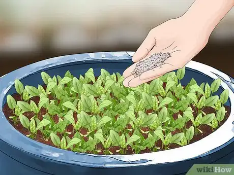 Image titled Plant Spinach in Pots Step 11