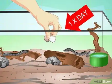 Image titled Make a Millipede Habitat Step 14