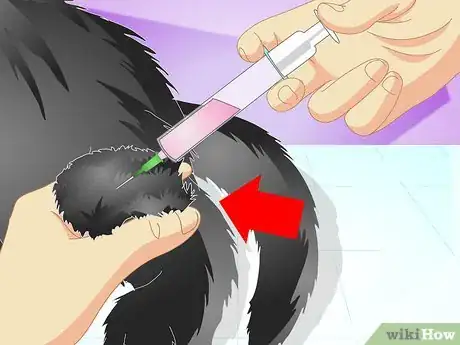 Image titled Vaccinate a Kitten Step 13