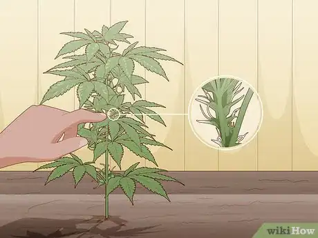 Image titled Identify Female and Male Marijuana Plants Step 8