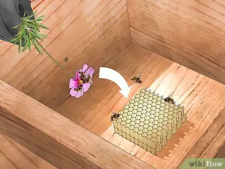 Image titled Follow Bees to Their Hive Step 7