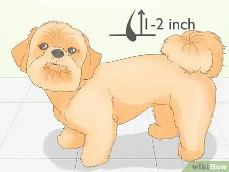 Image titled Identify a Shih Tzu Step 6