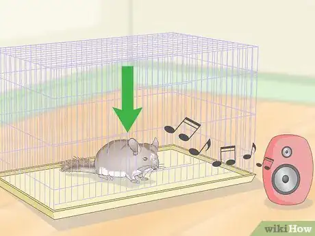 Image titled Deal with Bloat in Chinchillas Step 8