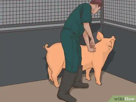Image titled Hogtie a Pig Step 3