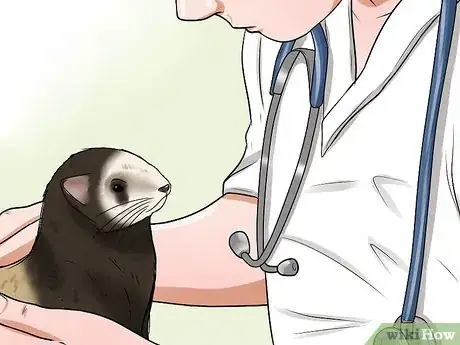 Image titled Treat Adrenal Disease in Ferrets Step 11
