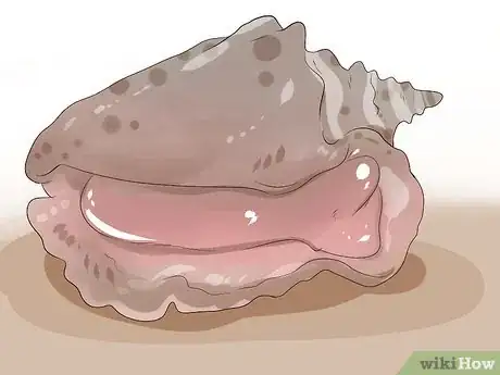 Image titled Prepare and Cook Conch Step 1