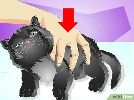 Image titled Vaccinate a Kitten Step 11